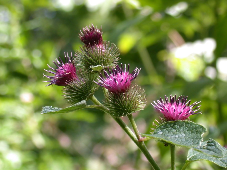Лопух паутинистый Arctium tomentosum