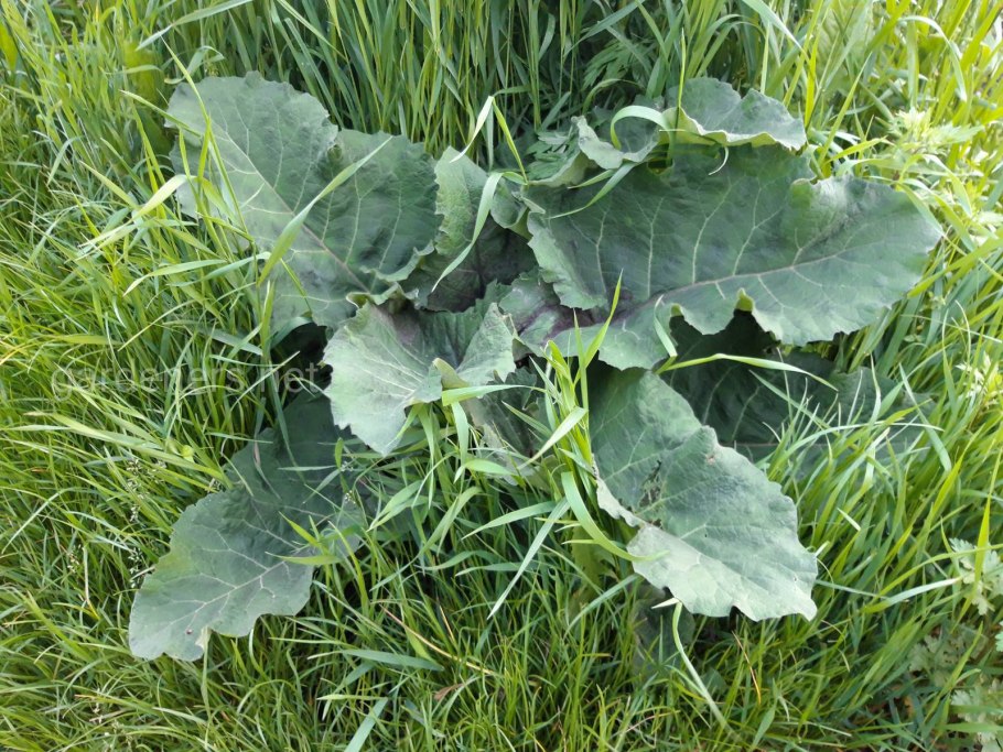 Лопух малый (Arctium Minus)