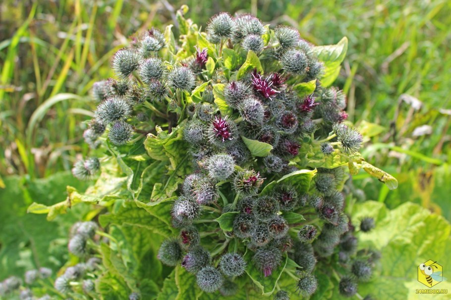 Сорняк лопух