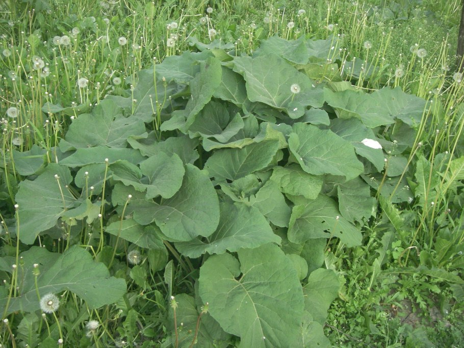 Лопух Arctium Lappa