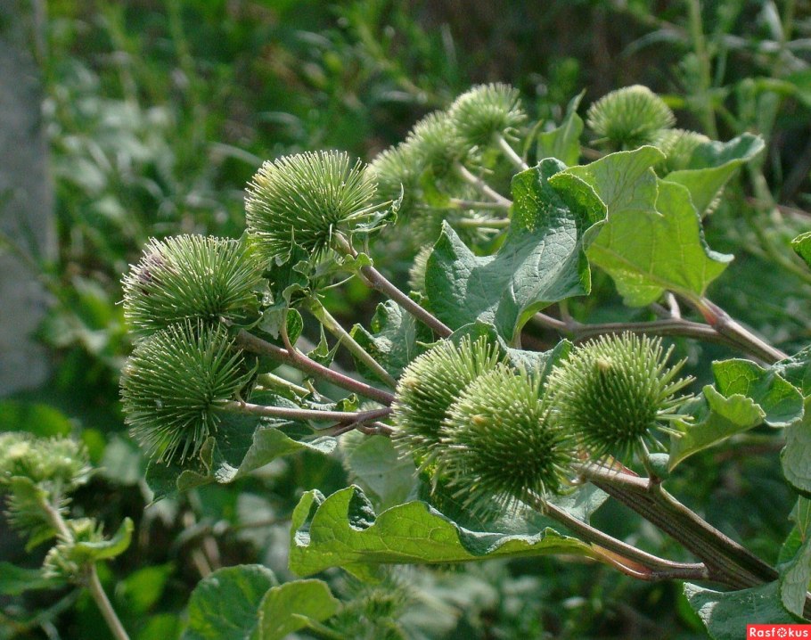 Лопуха дурнишник репейник