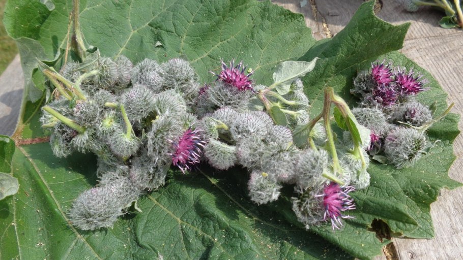 Репейник паутинистый