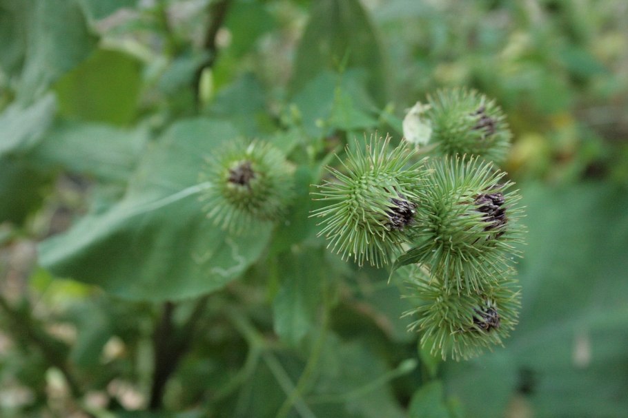 Лопух arctium lappa