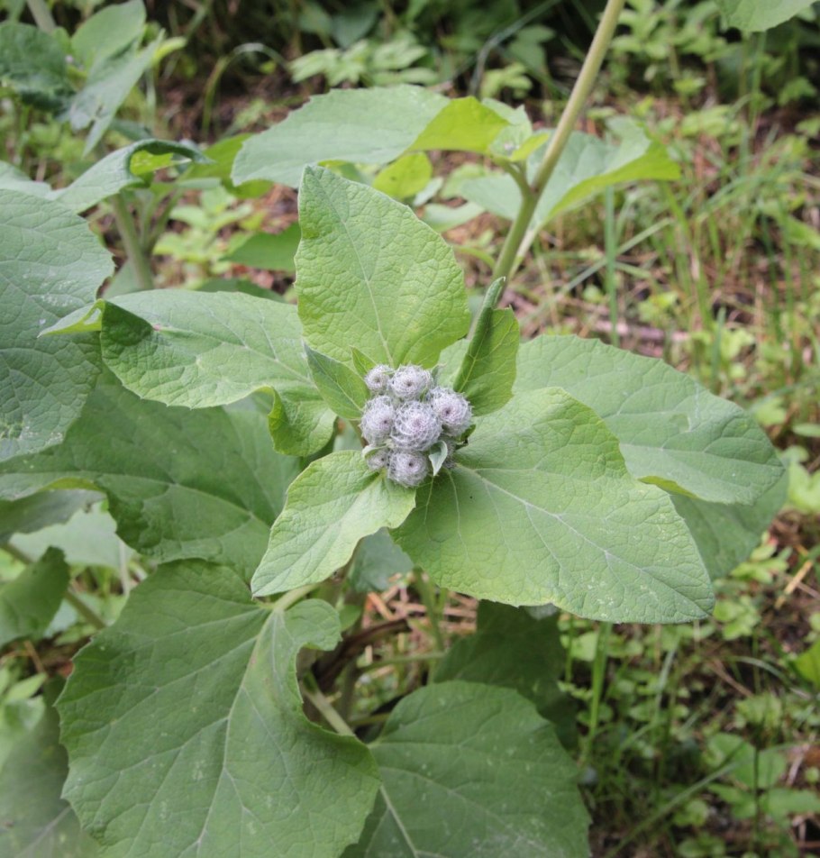 Лопух малый (Arctium Minus)