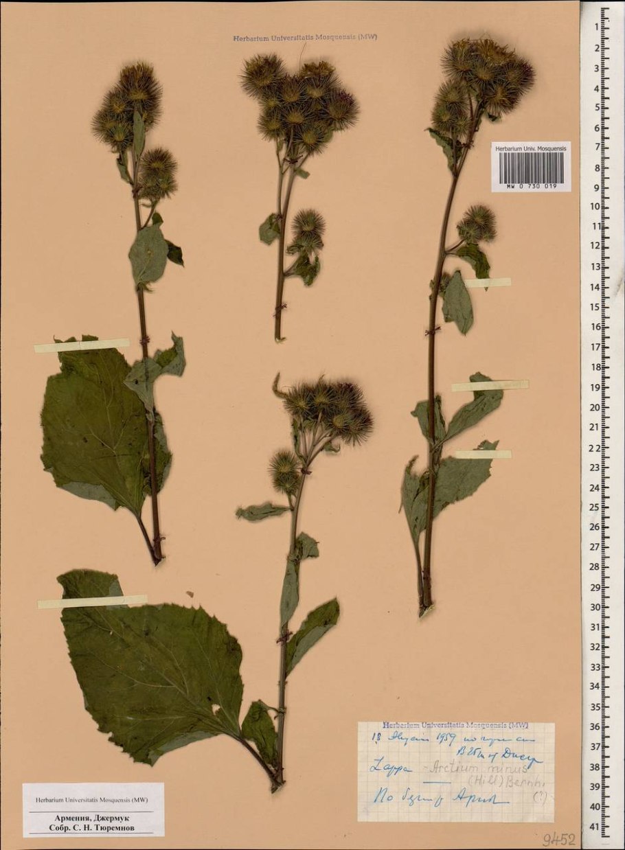 Лопух малый гербарий
