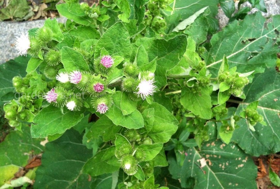 Репейник (burdock)