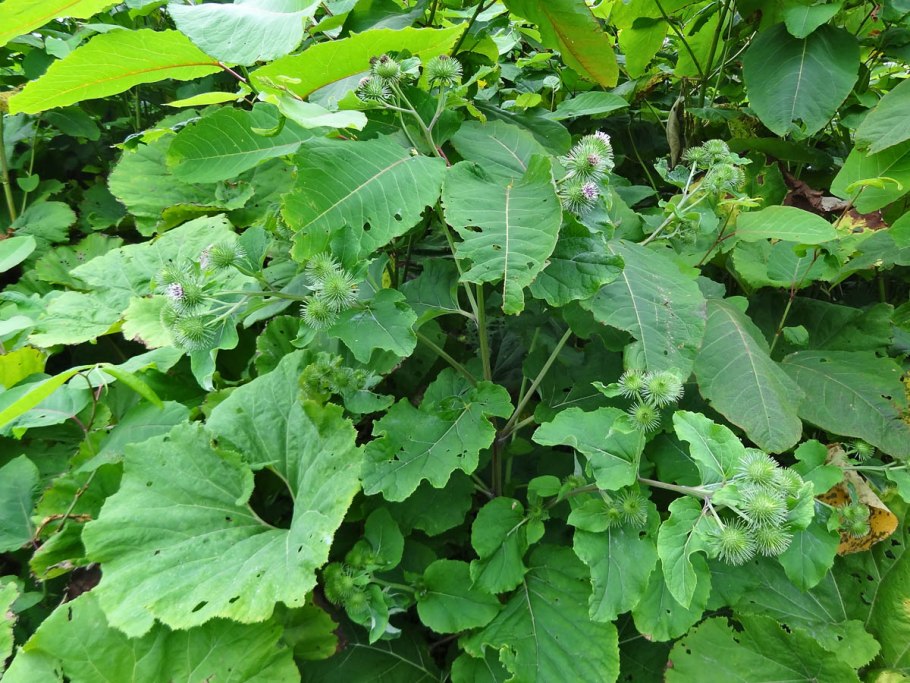 Arctium lappa l.