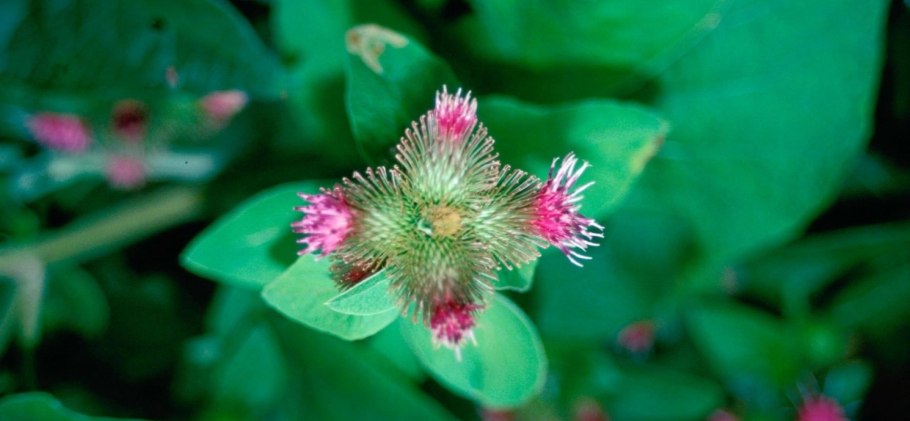 Репей лопух