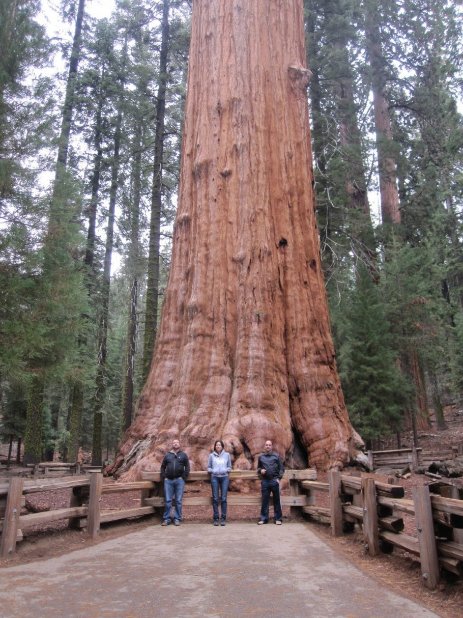 Секвойядендрон генерал Шерман