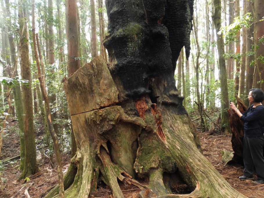 Фикус Баньян