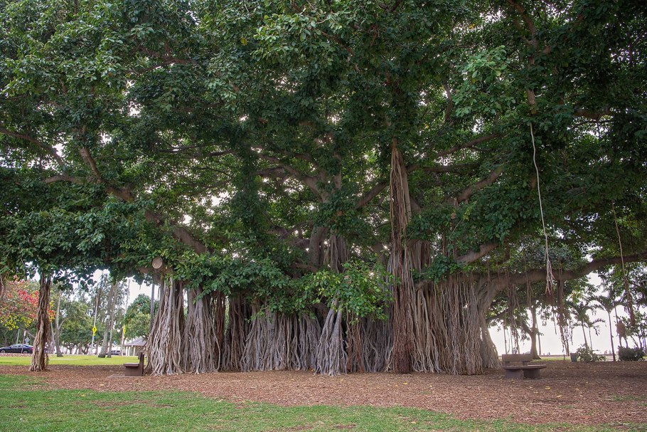Сандал древнее дерево Индии