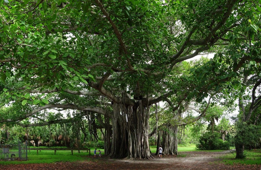 Великий Баньян