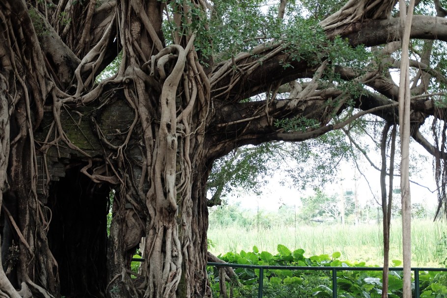 Фикус бенгальский Баньян