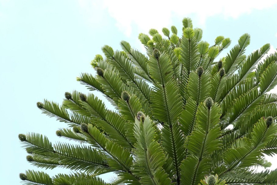 Хвойных Воллемий (Wollemia Nobilis).