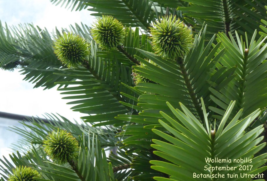 Вулеми сосны Австралия