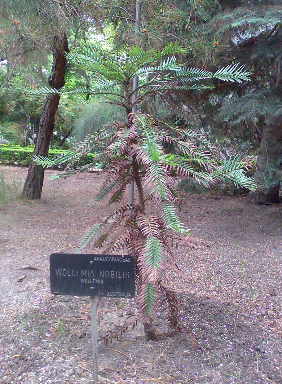 Семена древних растений