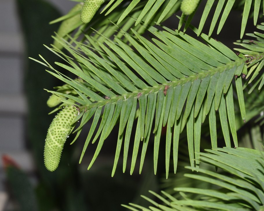 Воллемия благородная