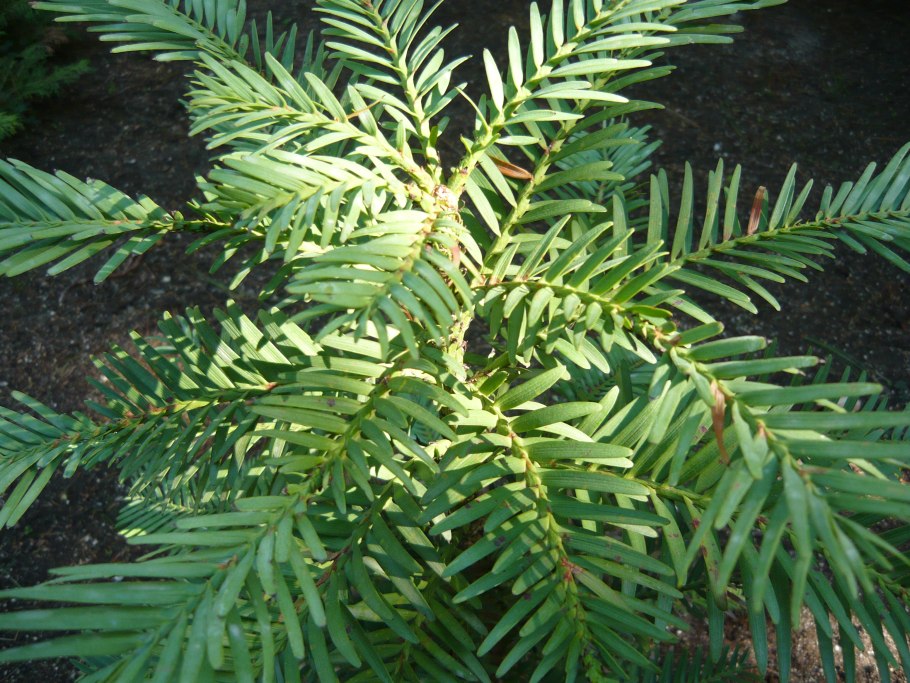 Сосна Воллеми