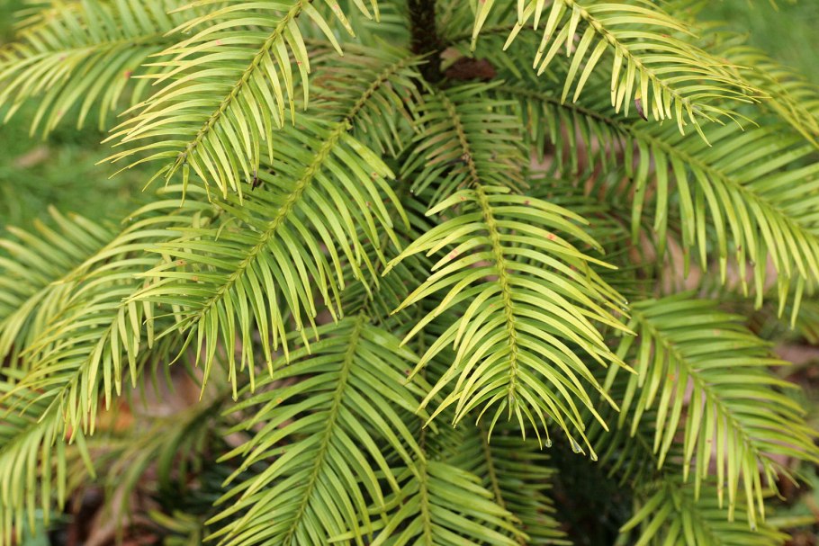 Воллемия хвоя