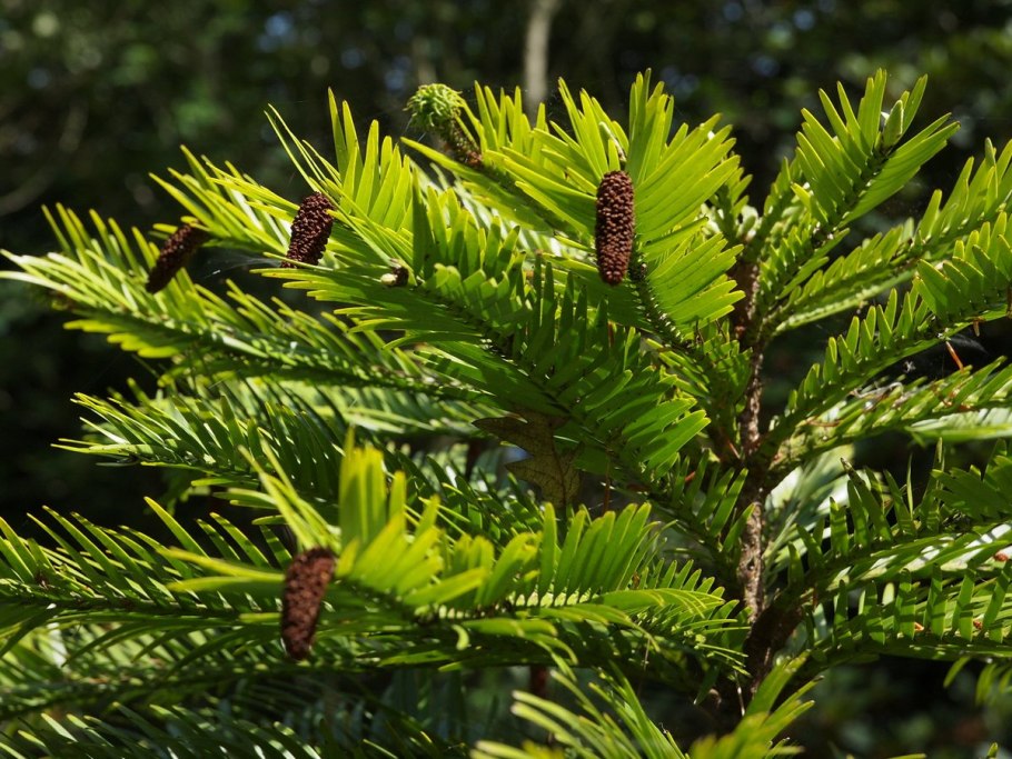 Сосна Воллемия в Австралии