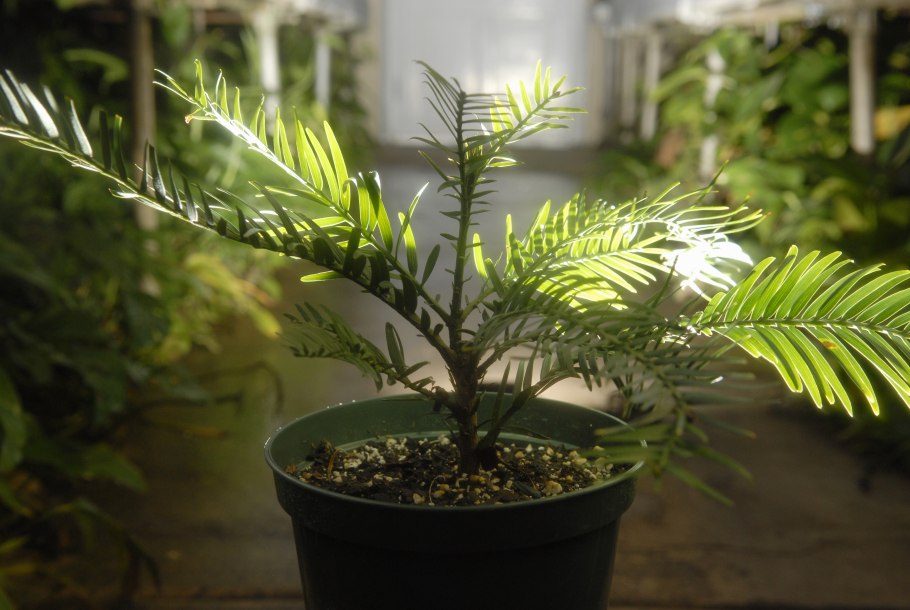 Выращивание Нобилис как быстро вырастить