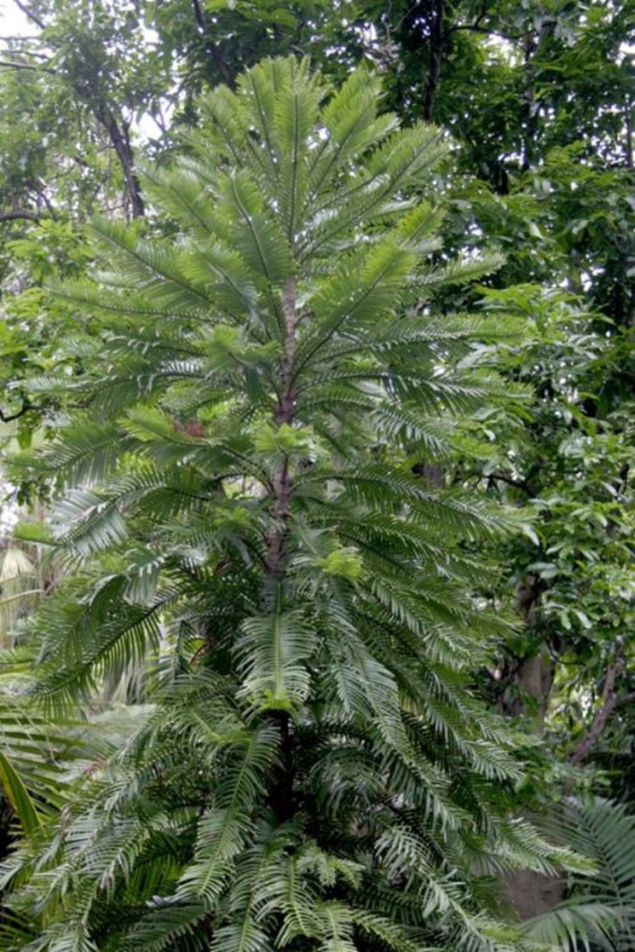 Воллемия благородная