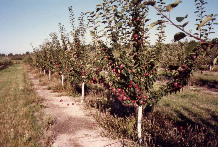 Яблоня Медуница дерево