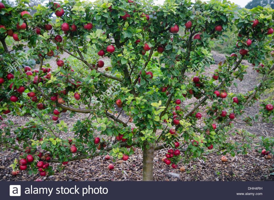 Яблоня штамбовая "Орлик"