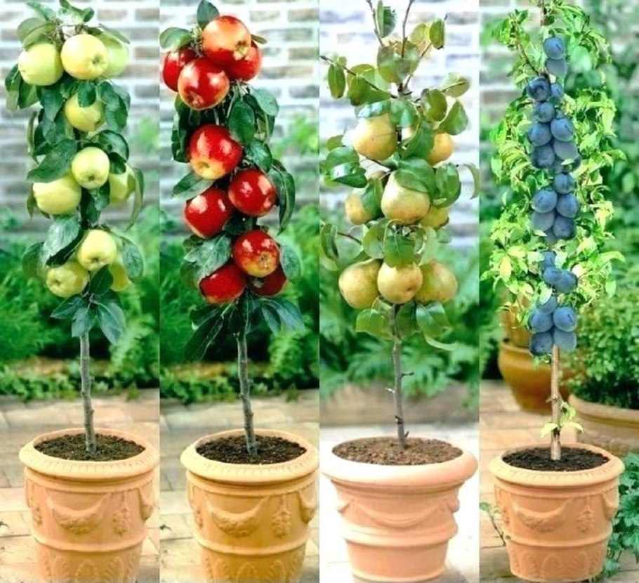 Колоновидные и Карликовые плодовые деревья