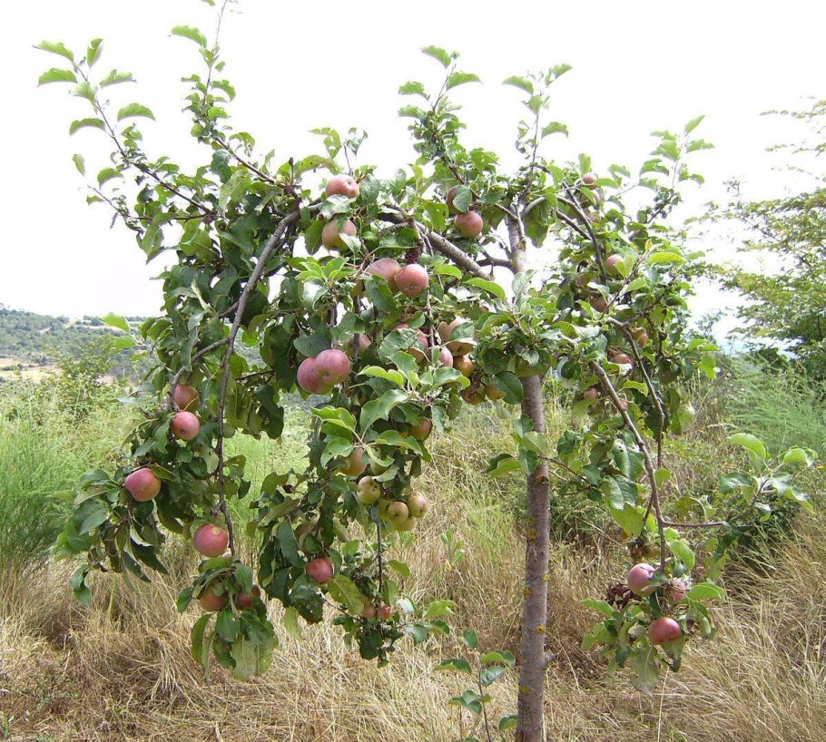 Слива Блэк Амбер