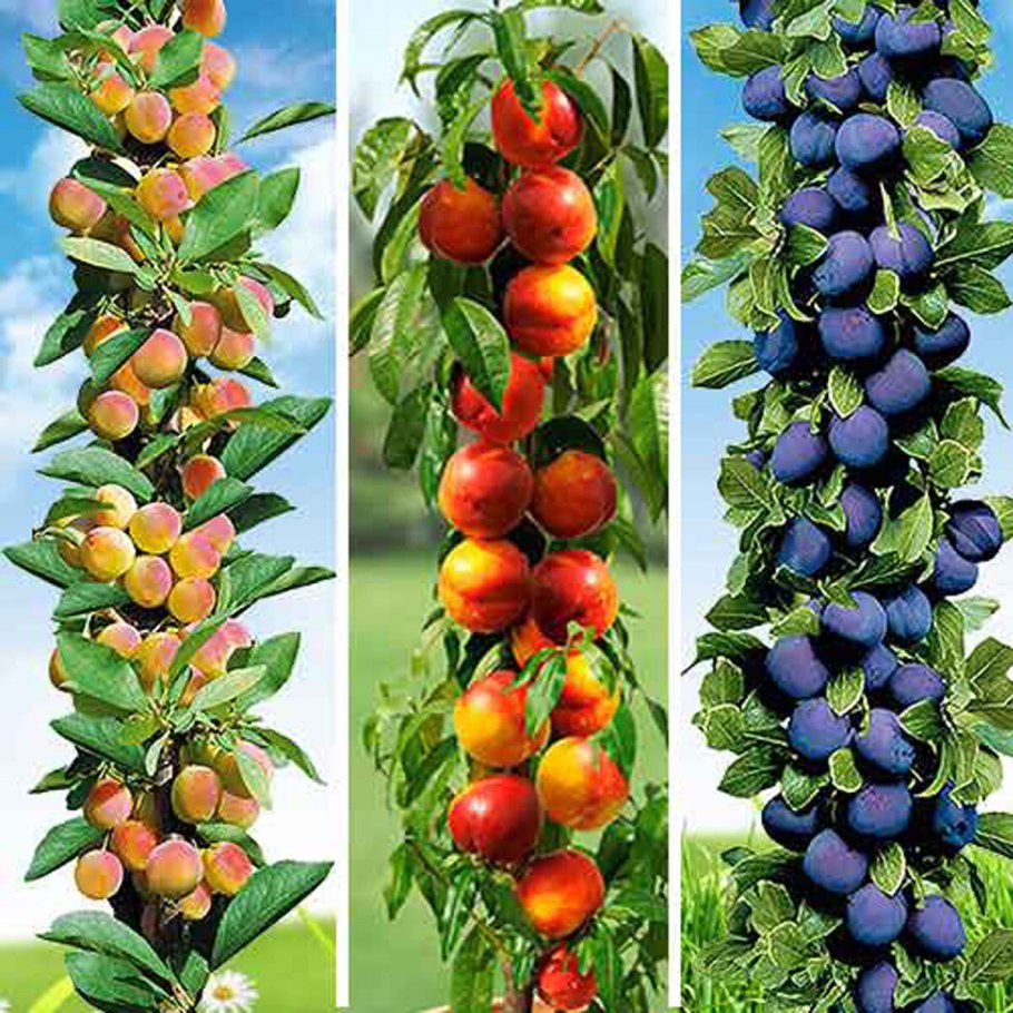 Яблоня Мазунина приземленное