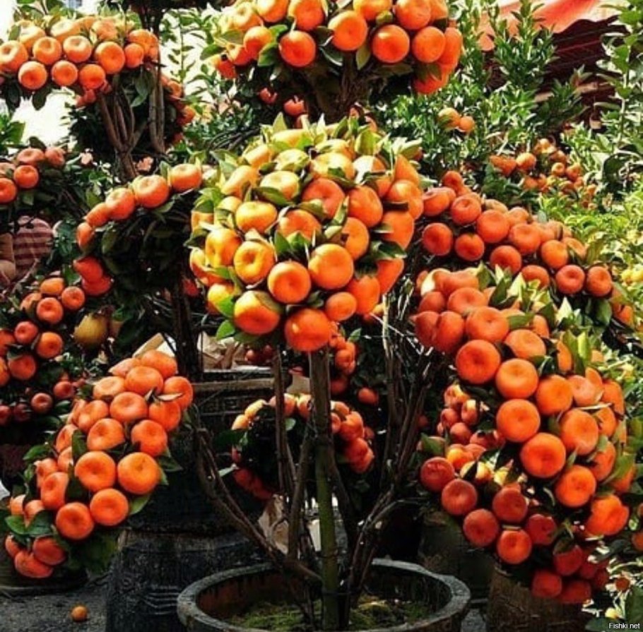 Яблоня карликовая с2l