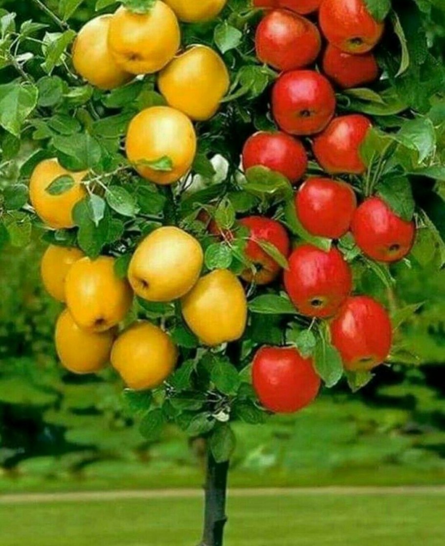 Сад апогей Карликовые яблони