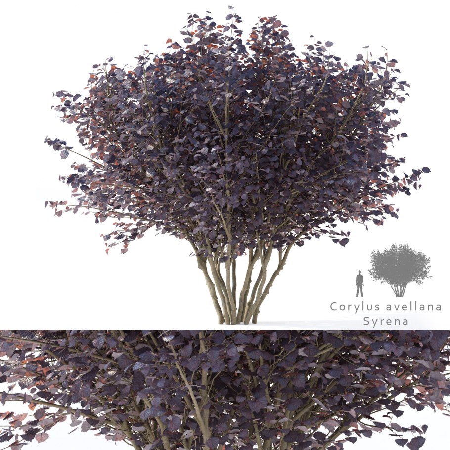 Лещина обыкновенная purpurea