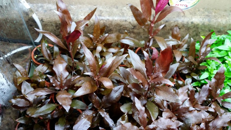 Криптокорина Альбина ред