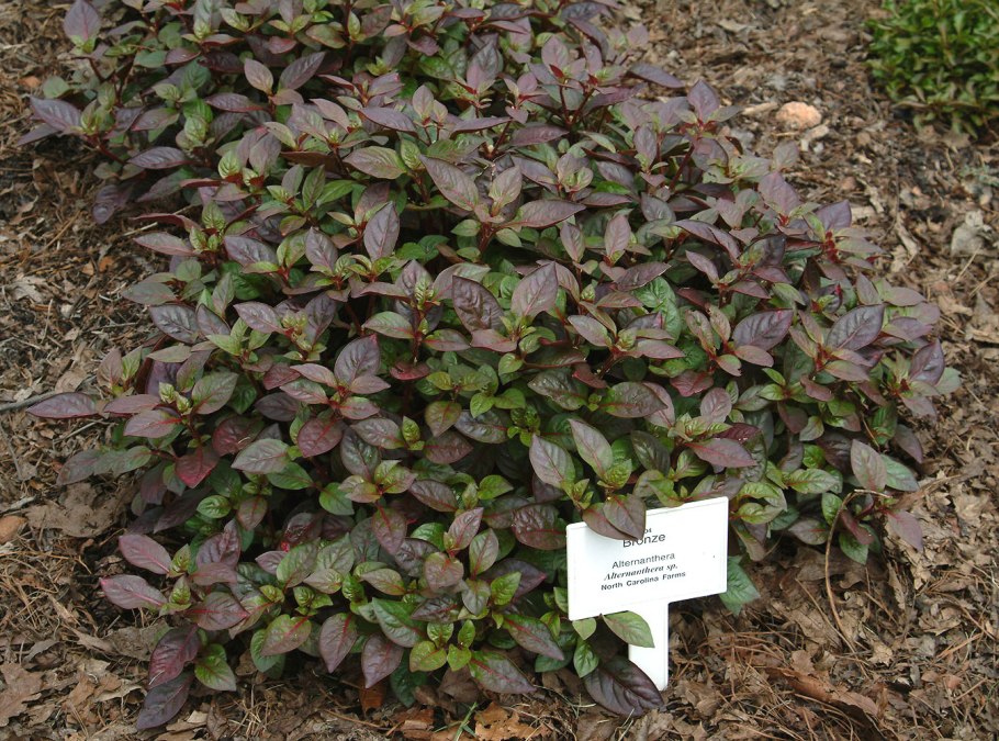 Ликофиты эуфилофиты