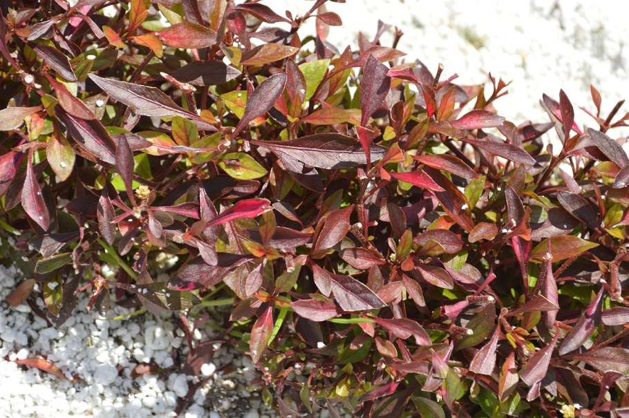 Альтернантера металлика