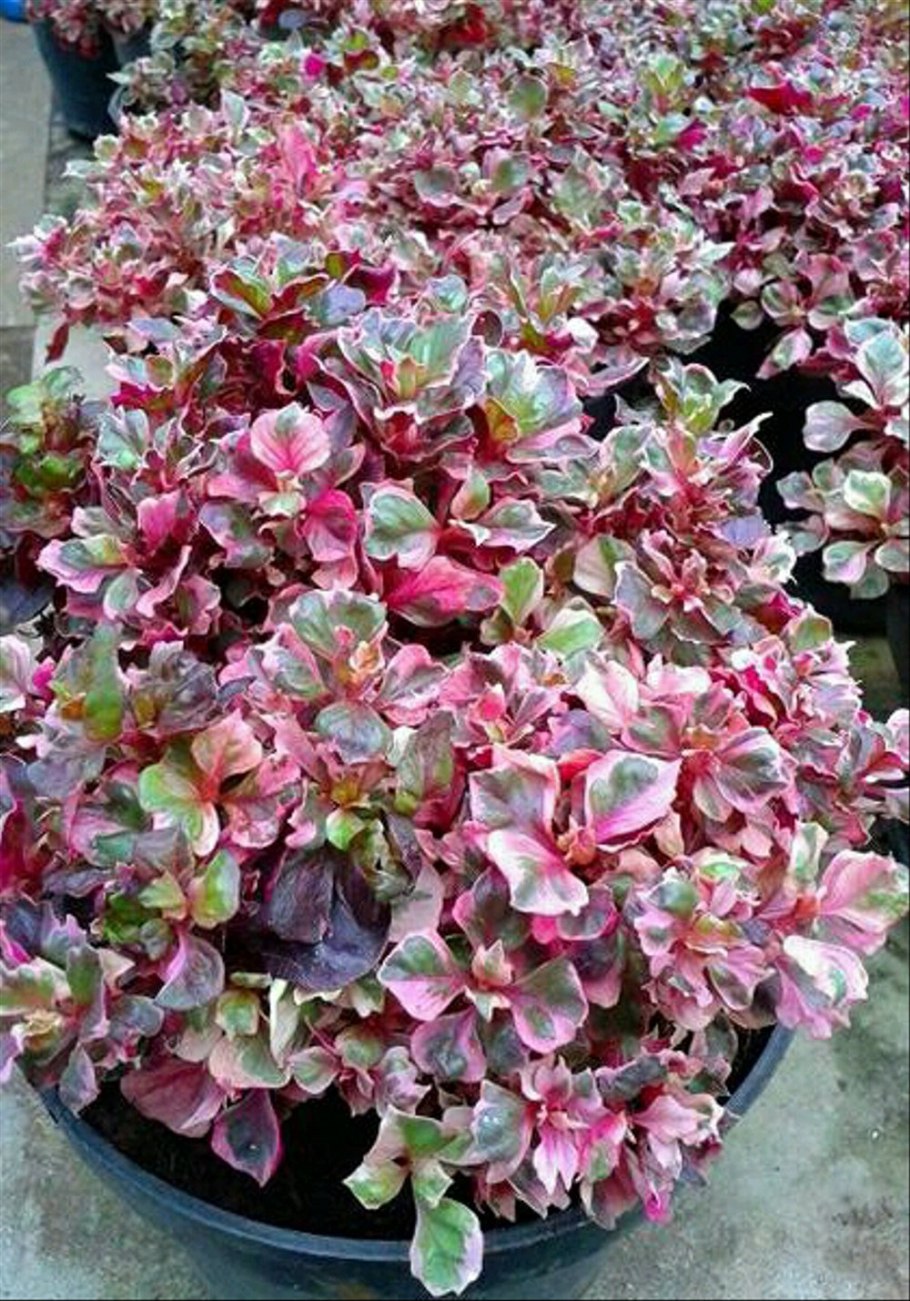 Альтернантера Рейнека