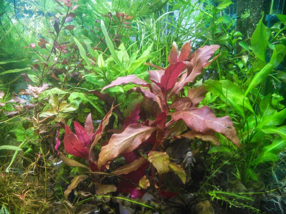 Альтернантера прелестная Alternanthera Amoena семейство: амарантовые (Amaranthaceae).