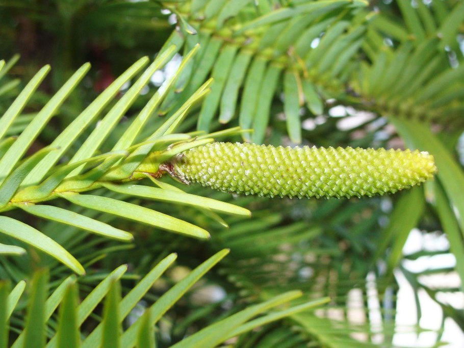 (Wollemia Nobilis) Воллемия благородная
