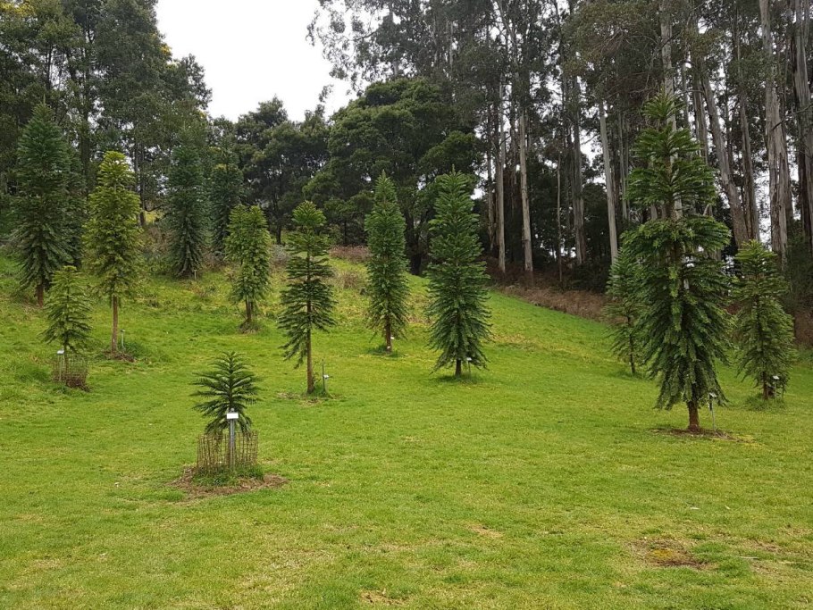 Живые ископаемые сосны