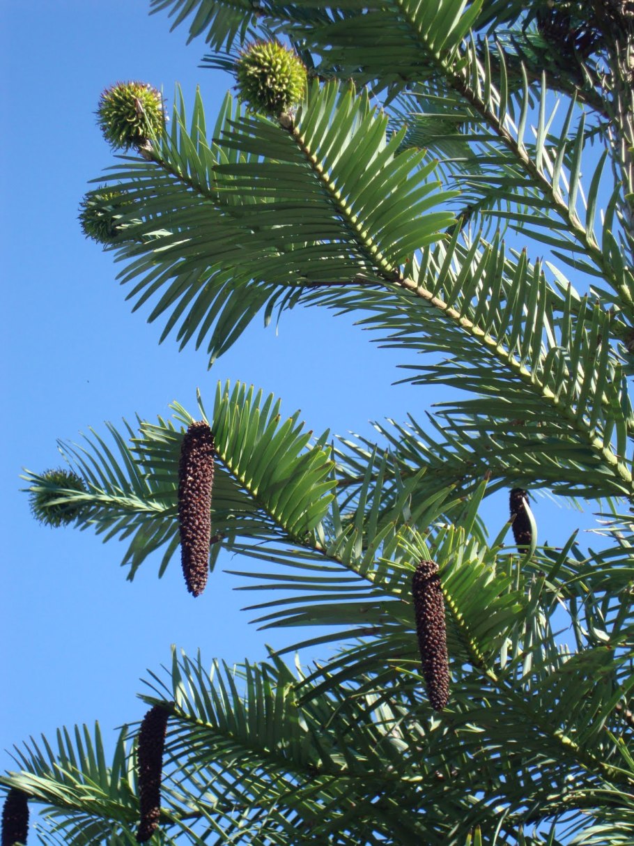 (Wollemia Nobilis) Воллемия благородная