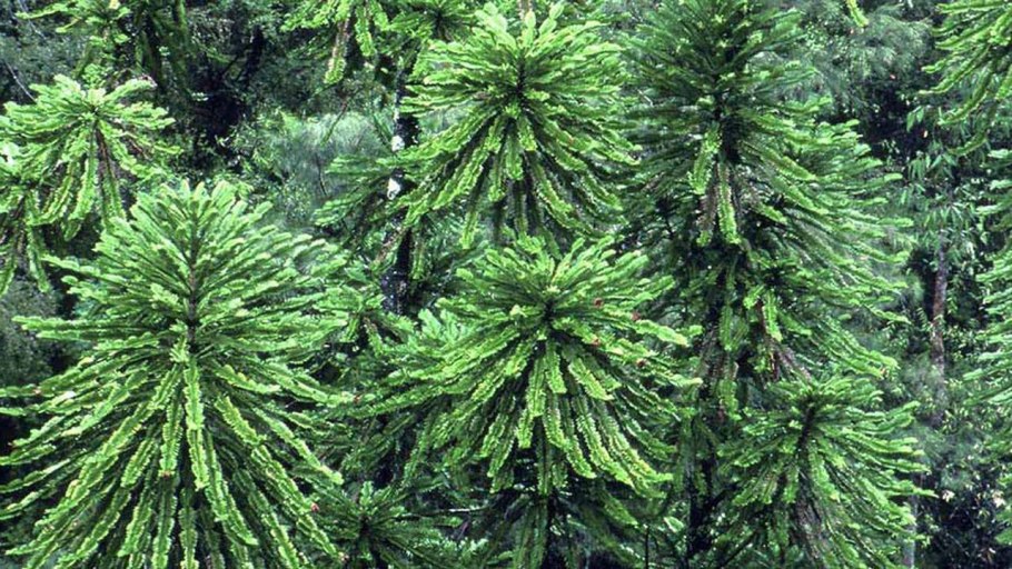 Сосна Воллеми