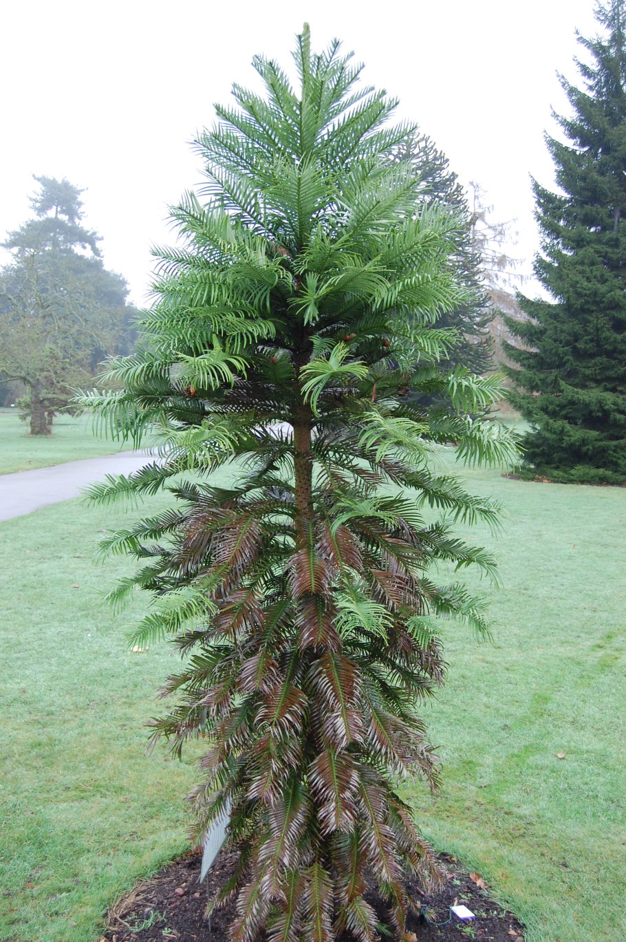 Вымершая Воллемия