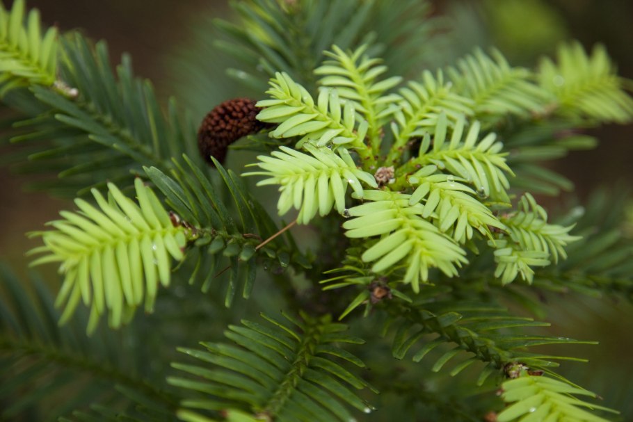 (Wollemia Nobilis) Воллемия благородная