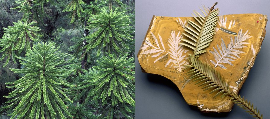 Сосна Воллемия в Австралии