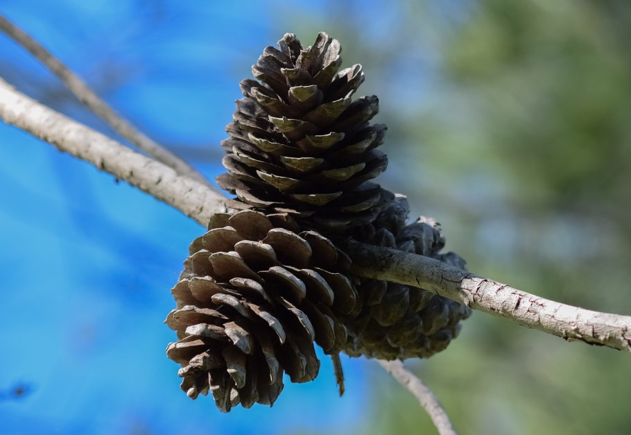 Wollemia Nobilis Moscow
