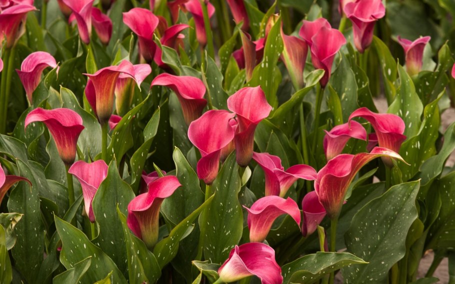 Зантедеския (Калла) (Zantedeschia)