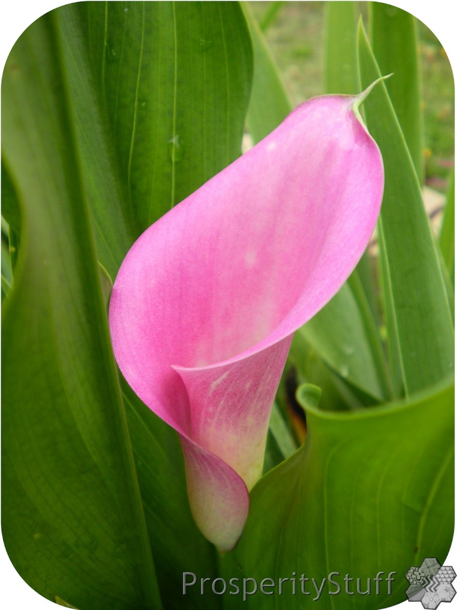 Калла Зантедеския