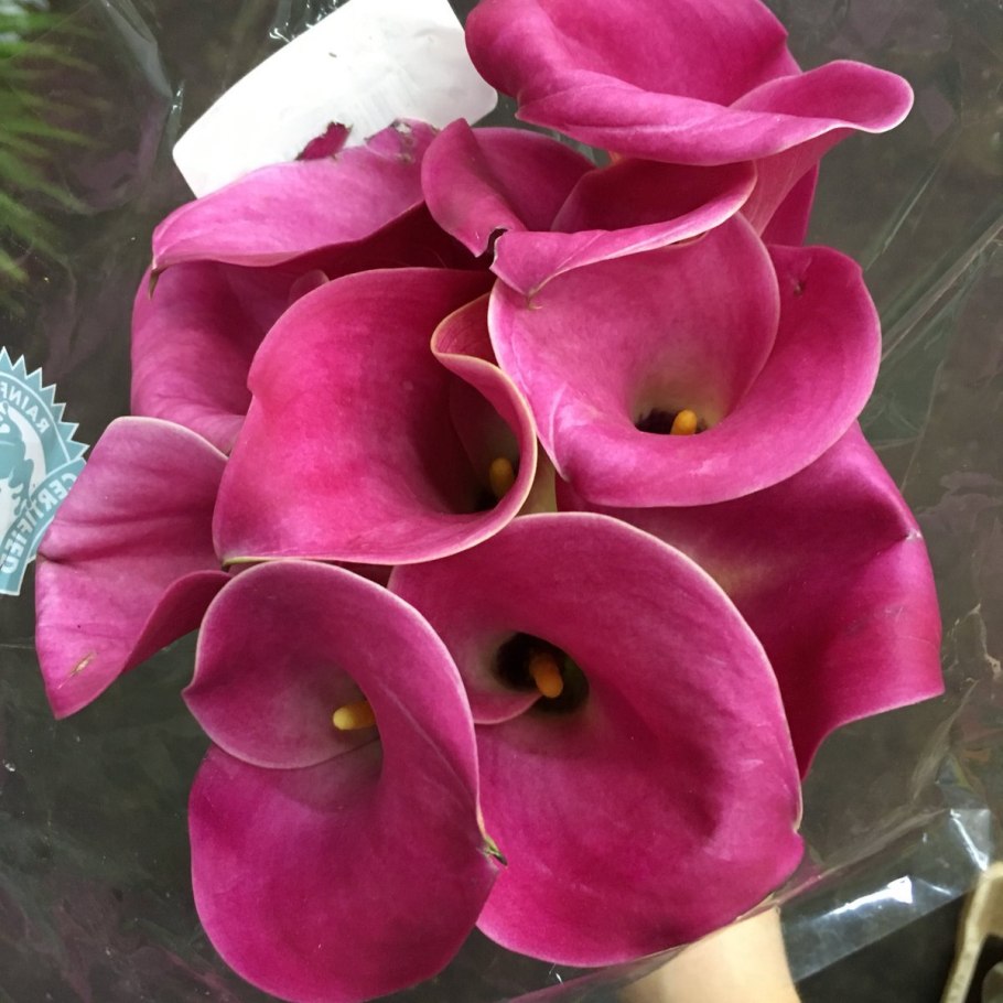 Калла Пинк Джюэл